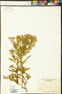 Symphyotrichum elliotii image