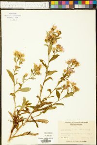 Aster elliottii image