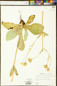 Arnica acaulis image