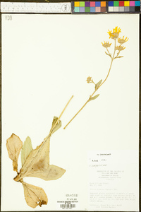 Arnica acaulis image