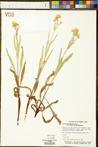 Arnica chamissonis image