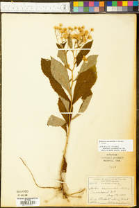 Oclemena acuminata image