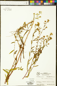 Symphyotrichum falcatum image