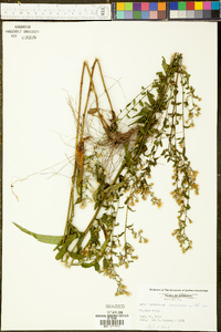 Symphyotrichum laeve var. concinnum image