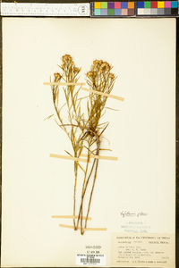 Xylothamia palmeri image