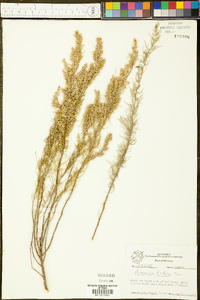 Artemisia filifolia image