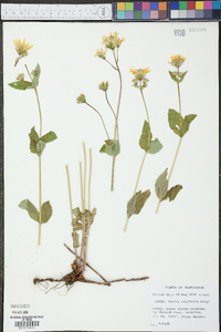 Arnica latifolia image