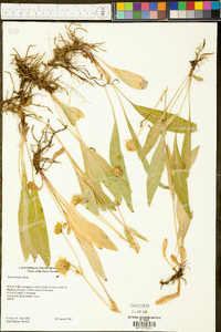 Arnica mollis image