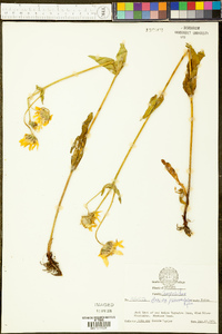 Arnica fulgens image