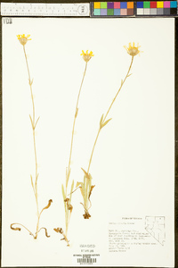 Arnica sororia image