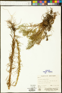 Artemisia campestris subsp. caudata image