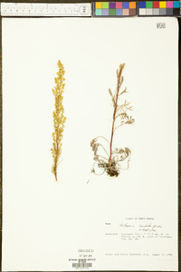 Artemisia campestris image