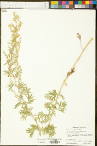 Artemisia absinthium image