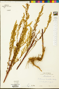 Artemisia campestris image