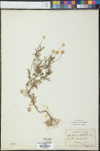 Anthemis cotula image