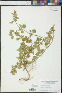 Acanthospermum australe image