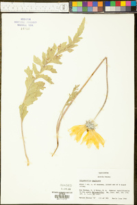 Balsamorhiza sagittata image