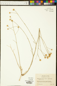 Bebbia juncea var. aspera image