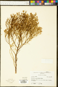 Baccharis angustifolia image