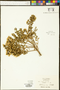 Baccharis pilularis subsp. pilularis image