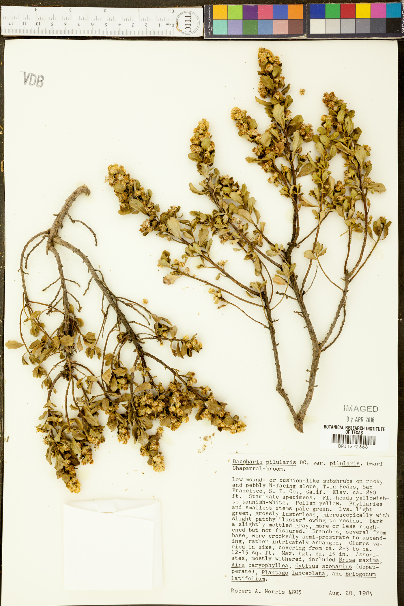 Baccharis pilularis subsp. pilularis image