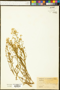 Baccharis havardii image