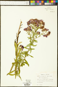 Symphyotrichum novae-angliae image