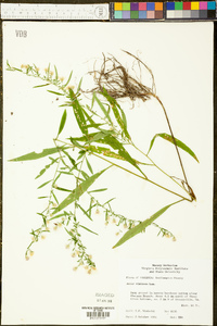 Symphyotrichum racemosum image