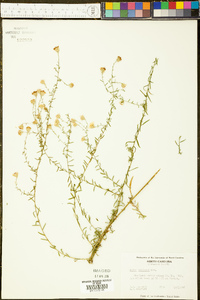 Symphyotrichum racemosum image