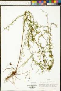 Symphyotrichum racemosum image