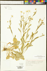 Astranthium integrifolium image