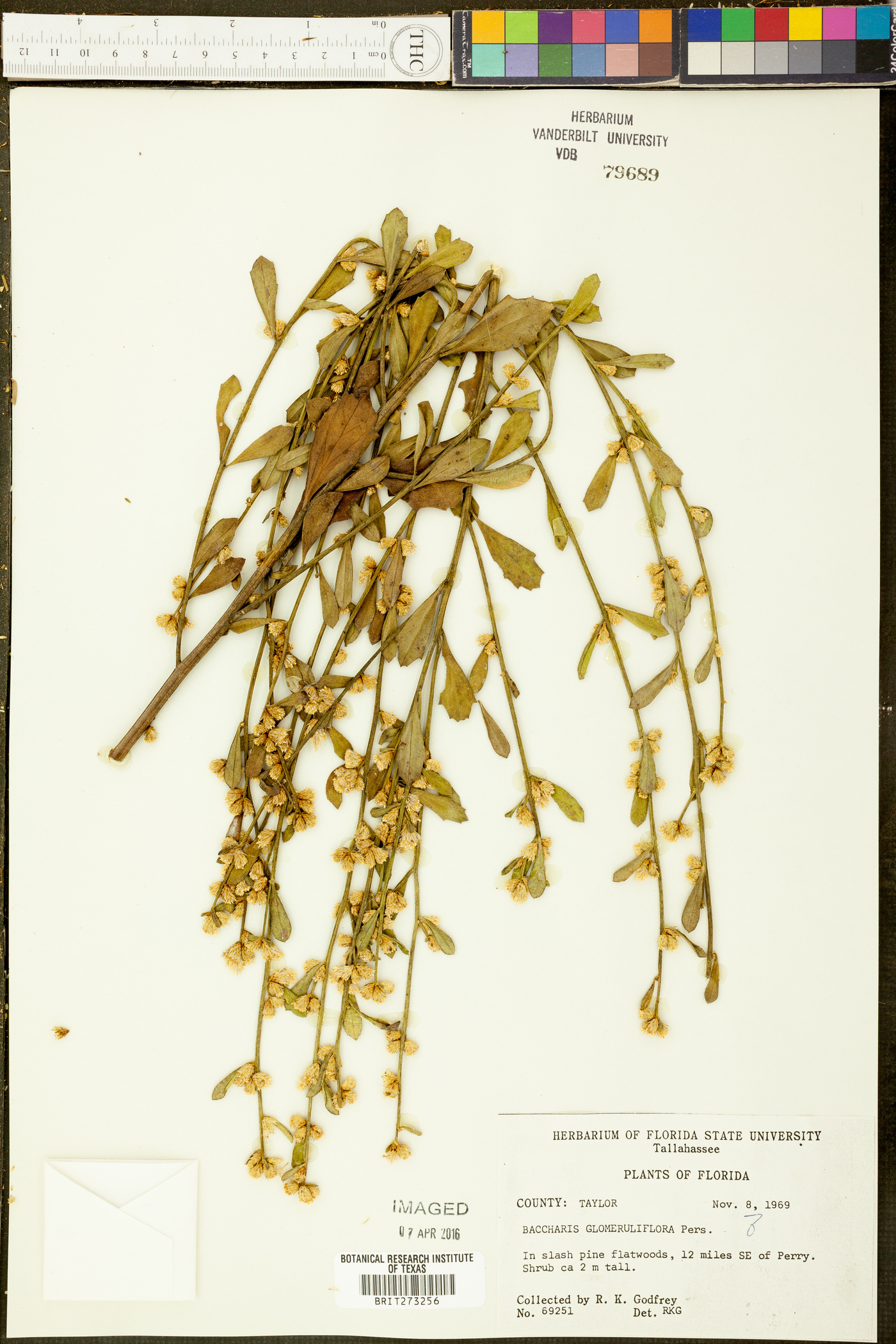 Baccharis glomeruliflora image