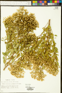 Baccharis glomeruliflora image