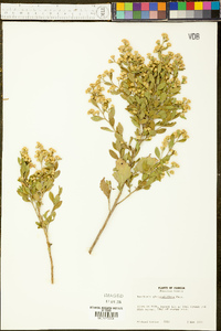 Baccharis glomeruliflora image