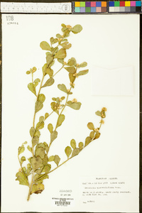 Baccharis glomeruliflora image