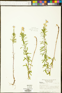 Ionactis linariifolia image