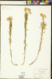 Ionactis linariifolia image