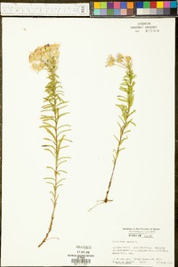 Ionactis linariifolia image