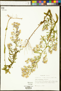 Aster fontinalis image