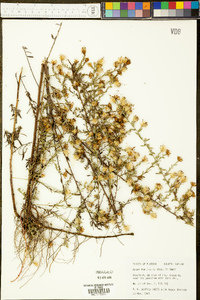 Aster fontinalis image
