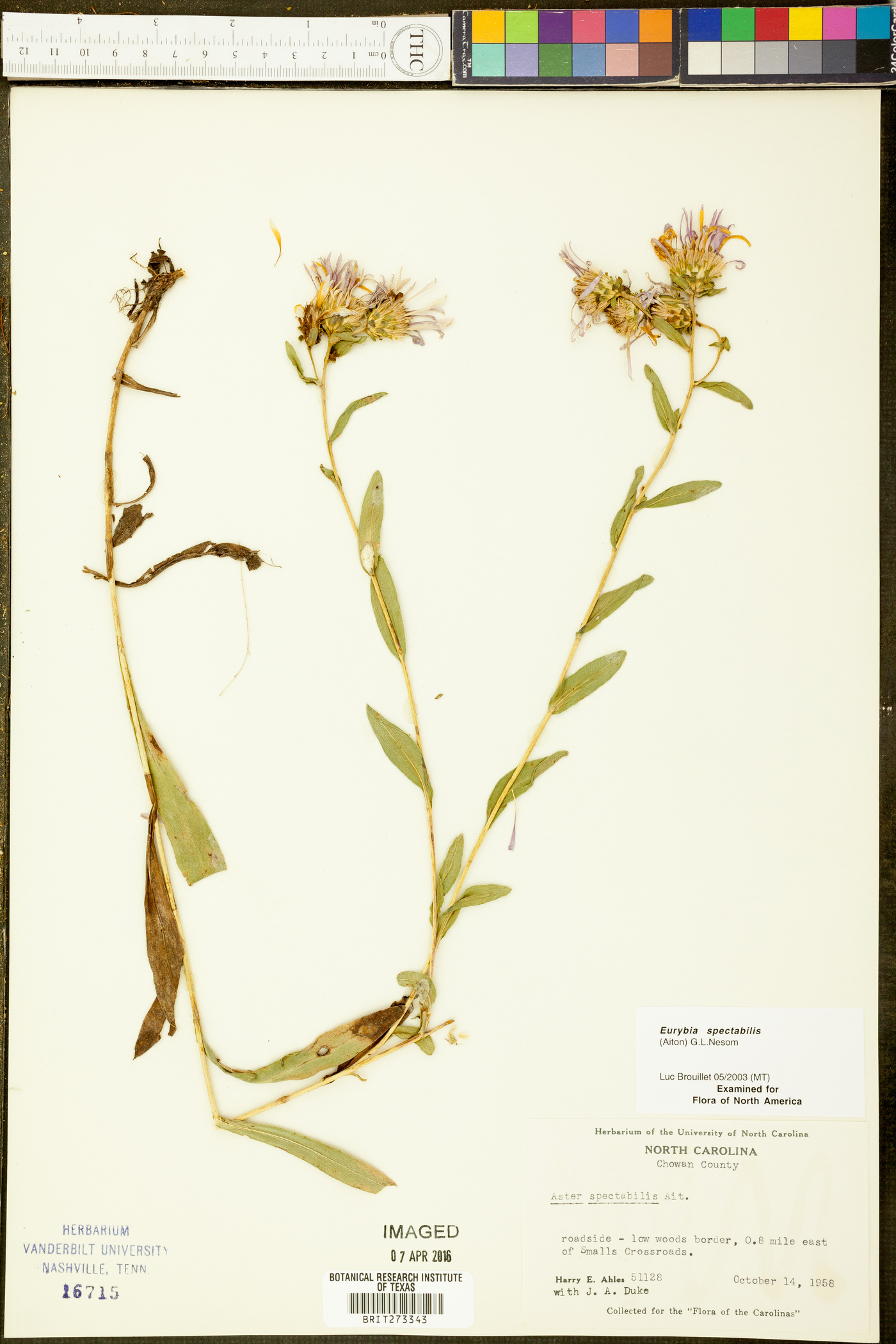 Eurybia spectabilis image