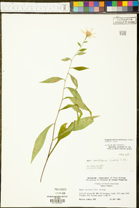 Symphyotrichum retroflexum image