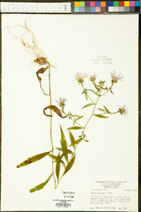 Aster curtisii image