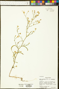 Symphyotrichum subulatum var. ligulatum image