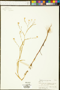 Symphyotrichum subulatum image