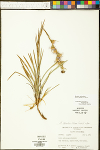 Eurybia spinulosa image