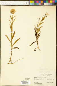 Aster surculosus image