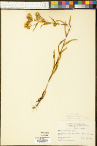 Aster surculosus image