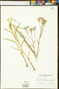 Aster surculosus image