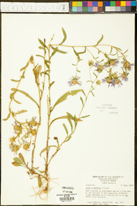 Aster surculosus image